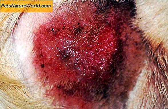 Pyotraumatische Dermatitis bei Hunden