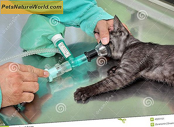 Katzenchirurgie