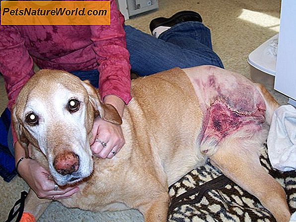 Seroma After-Surgery Care für Hunde