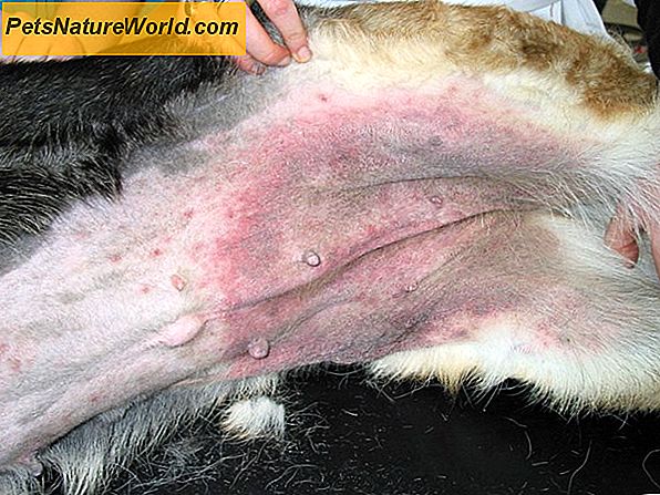 Objawy zapalenia skóry u psów