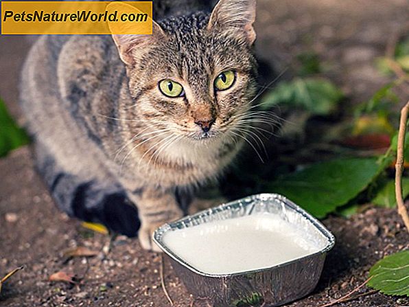 Katze trinkt zu viel Wasser? Übermäßiges Trinken erklärt