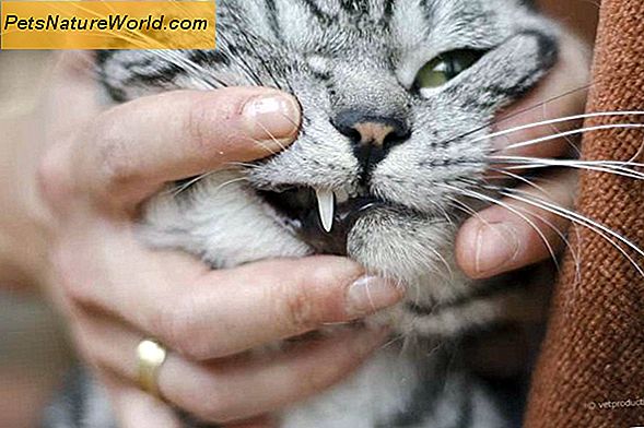 Leberentzündung bei Katzen