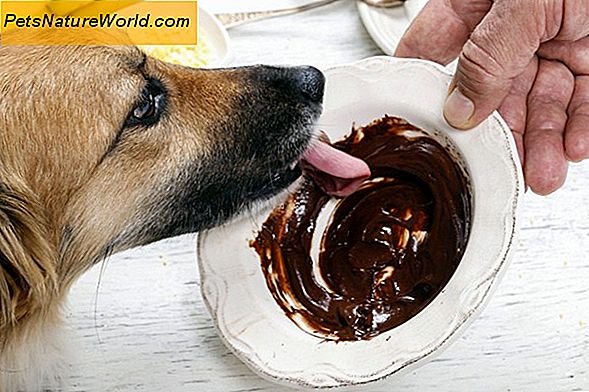 Hund Essen Schokolade Symptome