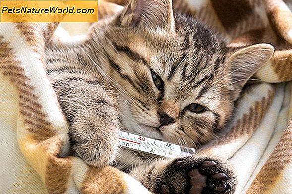 Sick Cat Symptome, die sofortige tierärztliche Aufmerksamkeit erfordern