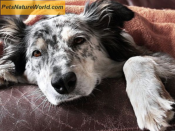Behandlung von chronischem Erbrechen bei Hunden