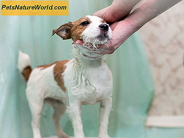 Was bedeutet es, wenn ein Hund geschwollen ist? 3 Common Swelling Fragen