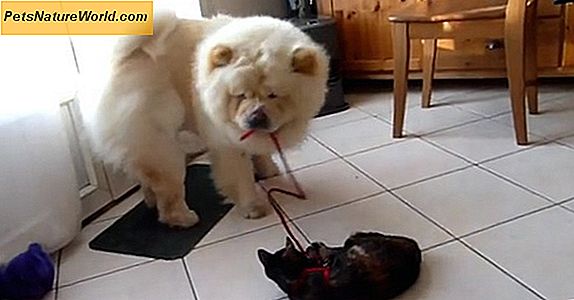 Was macht deinen Hund zum Niesen?