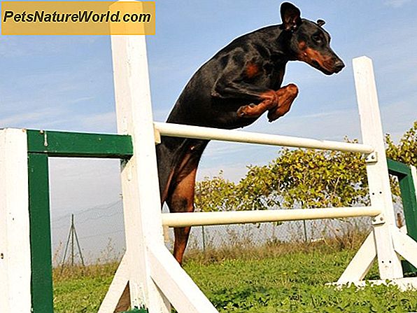 Dobermann Hunde Training Tipps