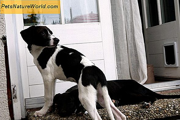 Haushund Tipps von Hundetrainer