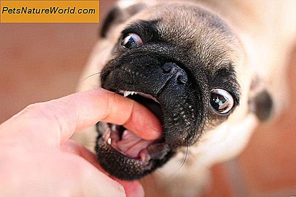 Puppy Biting Training Tipps