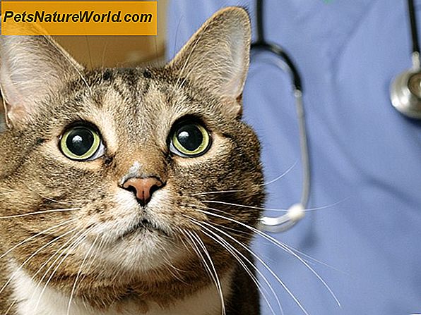 Chronische Nierenerkrankung bei Katzen