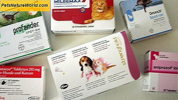 Amoxicillin für Katzen