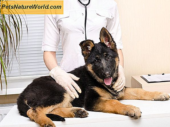 Harninkontinenz bei Hunden nach Blasenchirurgie