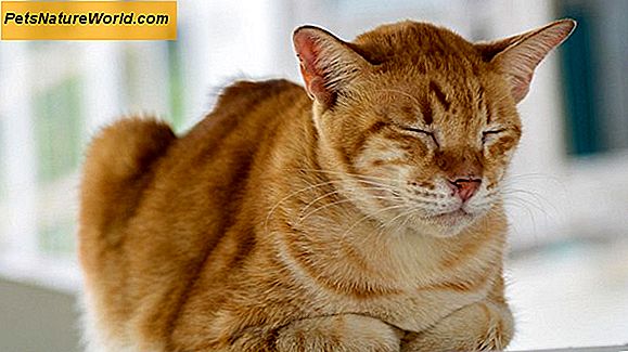 Behandlung einer Harnwegsinfektion bei Katzen