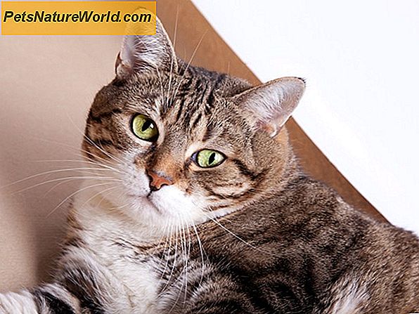 Behandlung einer Katze Hefe-Infektion mit Shampoo-Therapie