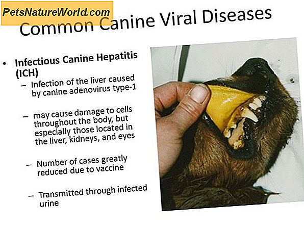 Canine Hepatitis Vaccine