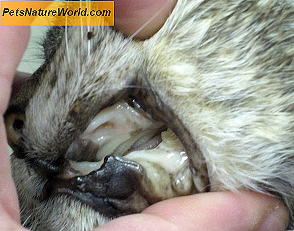 Behandlung von Cat Reizdarmkrankheit mit Panacur