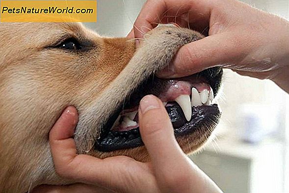 Gesundes Zahnfleisch bei Hunden erhalten
