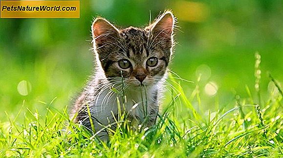 Katzen Würmer: Symptome und Behandlung