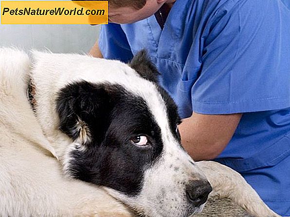 Vorbeugende Behandlung der Hunde-Herzwurm-Krankheit mit