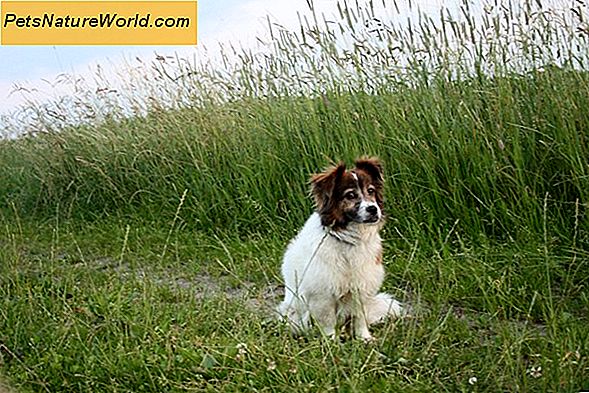 Behandeln Hund Hakenwurm mit Diatomeenerde