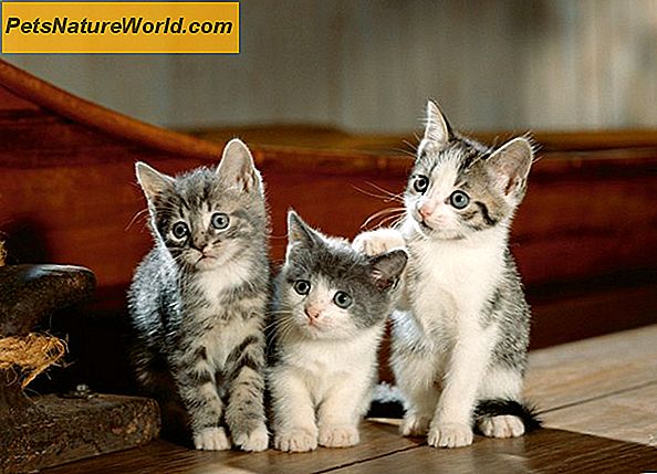 Behandlung von Bandwürmern bei Katzen mit Fenbendazol (Panacur)