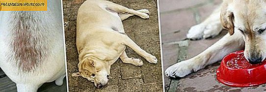 Canine Cushings Disease Prognosis