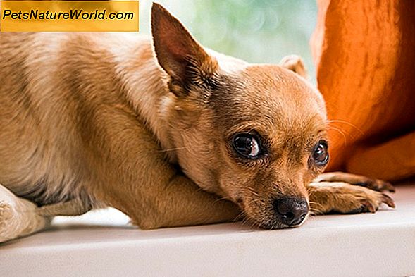Medicina allergica per cani: 4 prescrizioni comuni