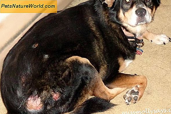 Canine Skin Allerigies med Atopica för hundar
