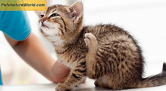 Core Feline Vaccines