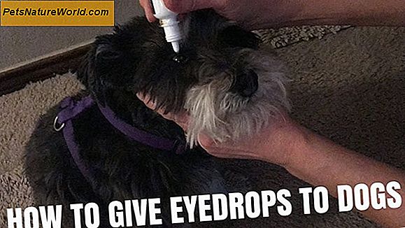 Dog Eye Allergy Drops