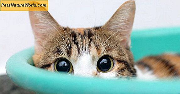 Grooming Tips for Cat Dander Allergier