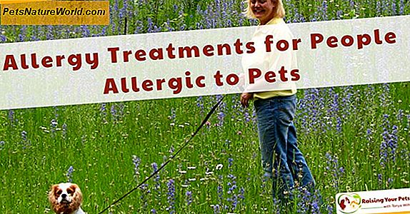 Allergie per animali domestici