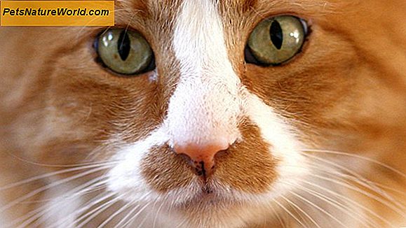 Kas yra katės alerginis?