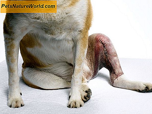 Canine Cruciate Ligament Injury