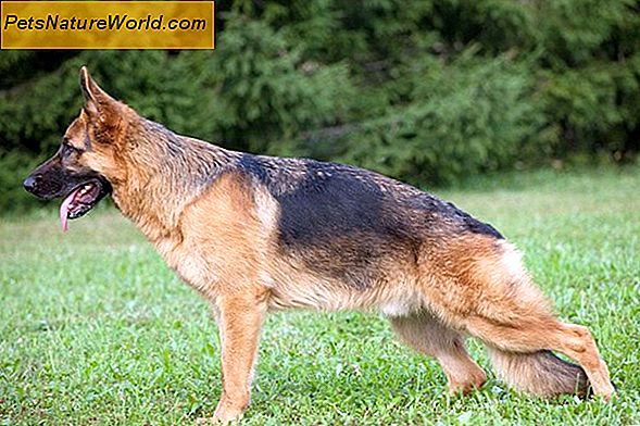 Canine Panosteitis Symptome