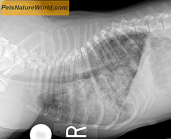 Diagnosi della displasia dell'anca nei cani