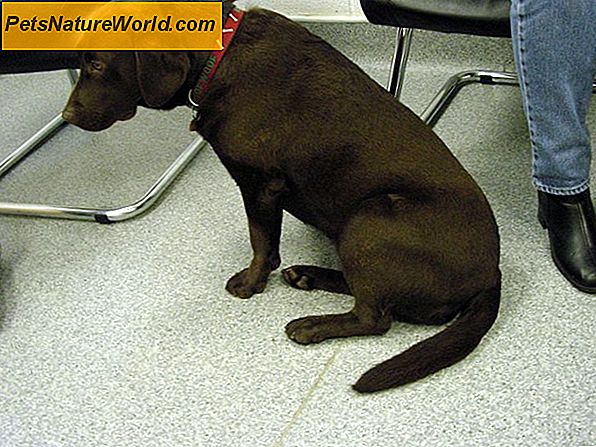 Diagnosi di zoppia nei cani