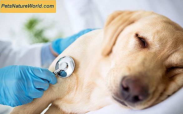 Diagnosi di una secrezione nasale nei cani