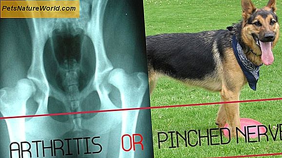 Come sapere se il tuo cane ha l'artrite