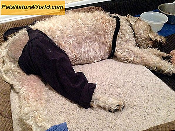 Dog Hip Surgery Recovery