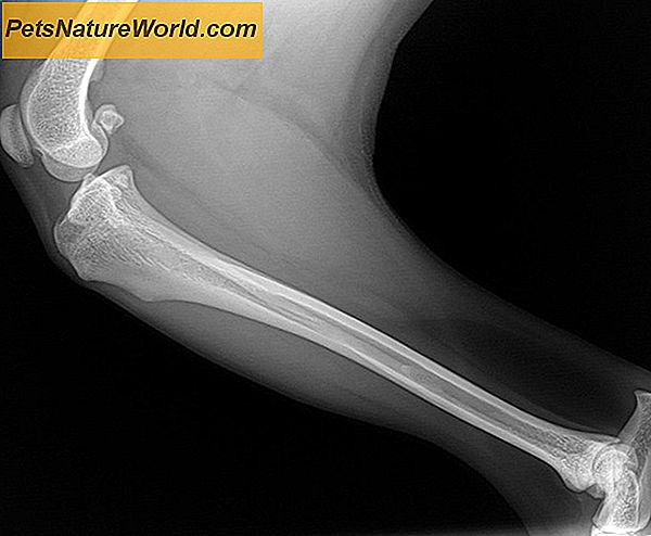 Ruptured Anterior Cruciate Ligament in Dogs