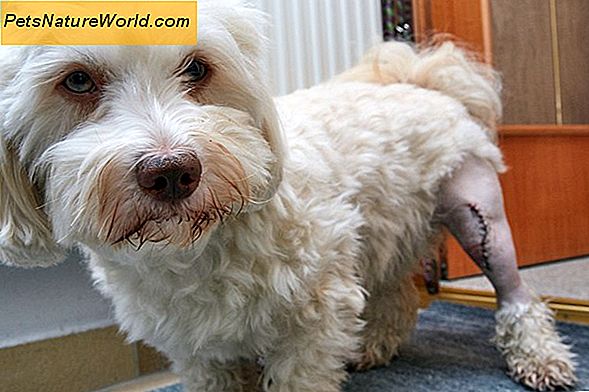 Sintomi di lesioni ai legamenti crociati nei cani