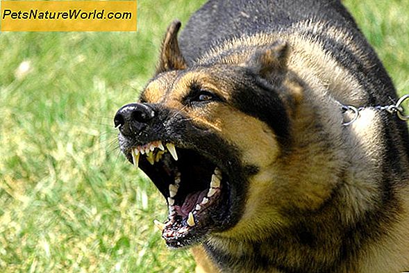 Addestramento canino dell'aggressività canina