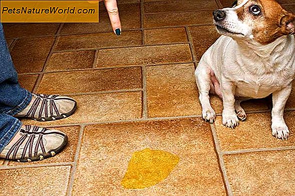 Dog Scratching Carpet