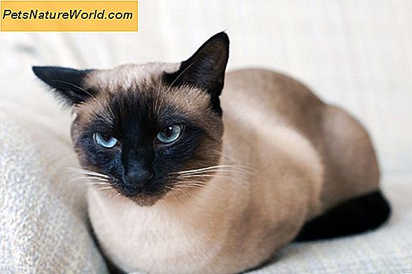 Anoressia felina: Cat Appetite Loss