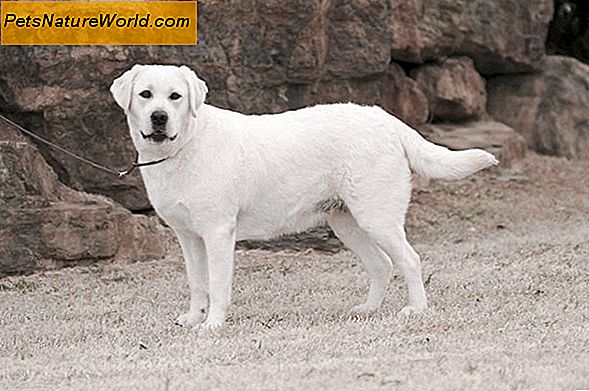 Labrador Dog Training Tips