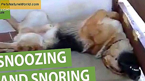 Stop your dog from snoring