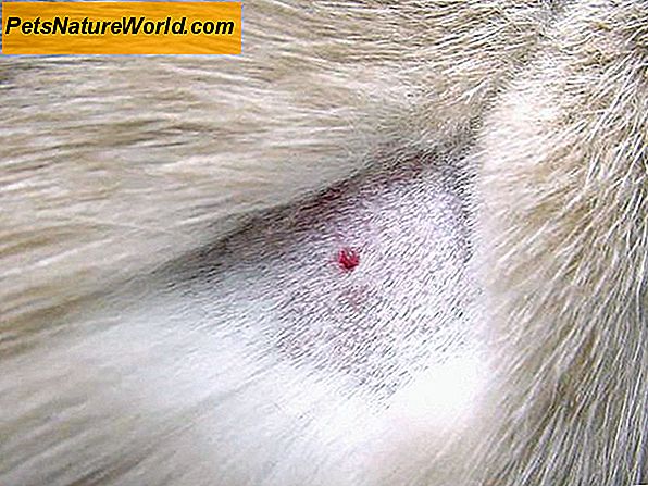 Canine Skin Melanoma