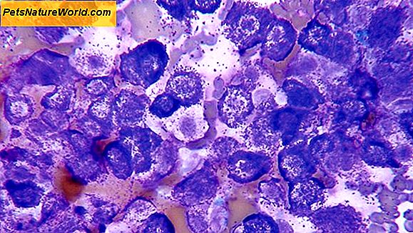 Squamous Cell Carcinoma Dogs